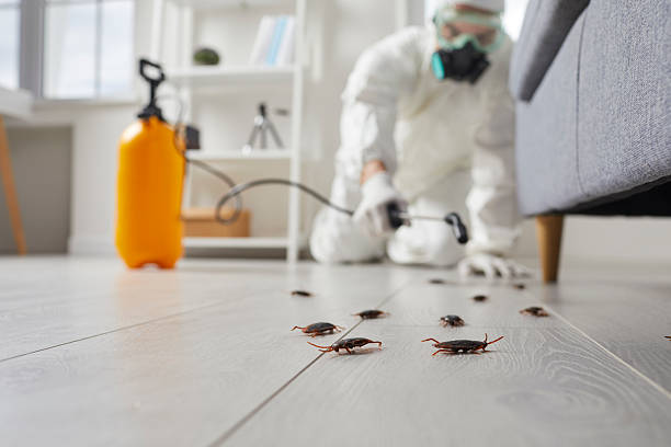 Affordable Termite Control solutions in Fairmont, NC